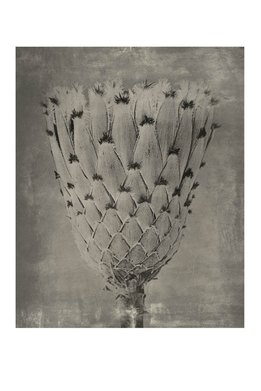 Protea Bloom shot in a  victorian Wet-plate style.