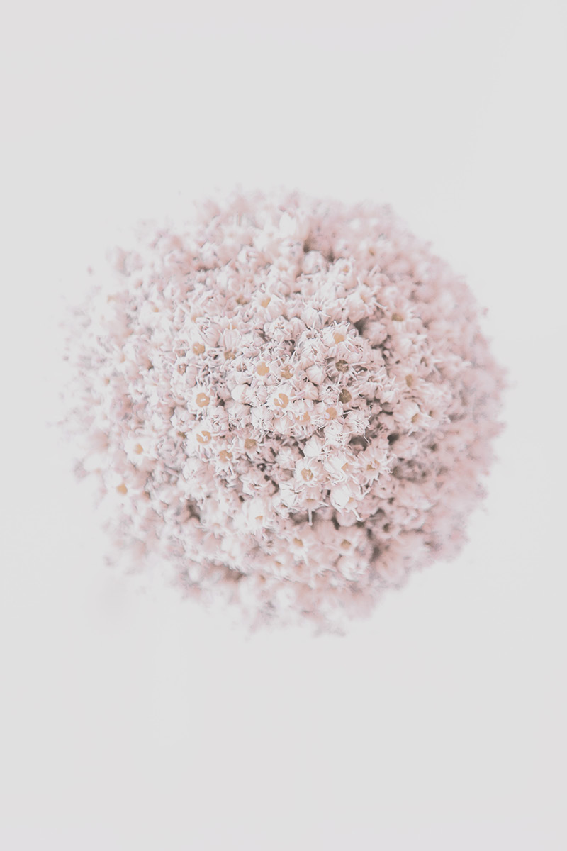 Floral Orb Pink -onion flower fine-art print by Sheryl Burson.